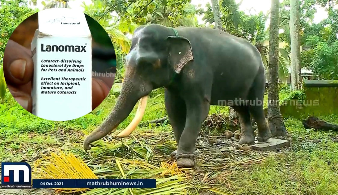Load video: The Recovery Story of 45-Year-Old Elephant Sanjay Using Lanomax®